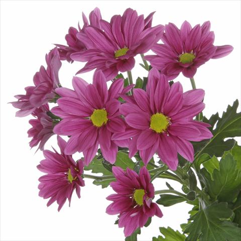 foto van een variëteit aan bloemen, te gebruiken als: Pot - en perkplant Chrysanthemum Asenka Splendid
