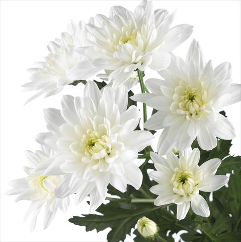 foto van een variëteit aan bloemen, te gebruiken als: Pot - en perkplant Chrysanthemum Baltica