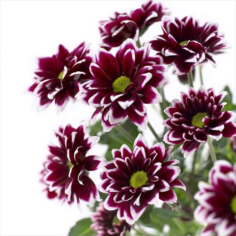 foto van een variëteit aan bloemen, te gebruiken als: Pot - en perkplant Chrysanthemum Barletta