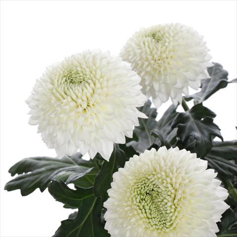 foto van een variëteit aan bloemen, te gebruiken als: Pot - en perkplant Chrysanthemum Boula