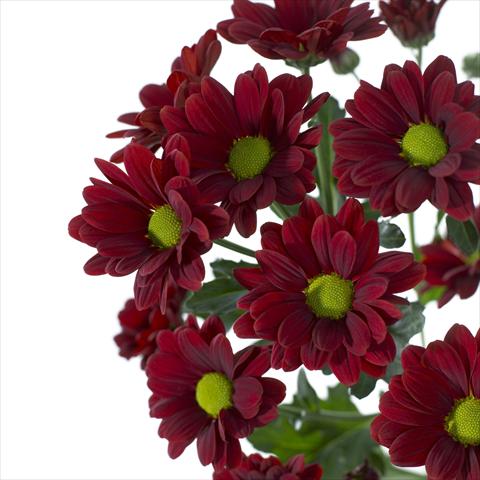 foto van een variëteit aan bloemen, te gebruiken als: Pot - en perkplant Chrysanthemum Cayenne