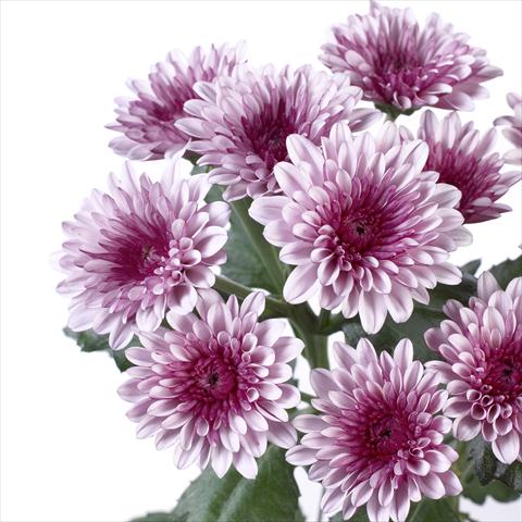 foto van een variëteit aan bloemen, te gebruiken als: Pot - en perkplant Chrysanthemum Cefalu