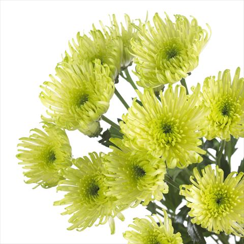 foto van een variëteit aan bloemen, te gebruiken als: Pot - en perkplant Chrysanthemum Delianne Green