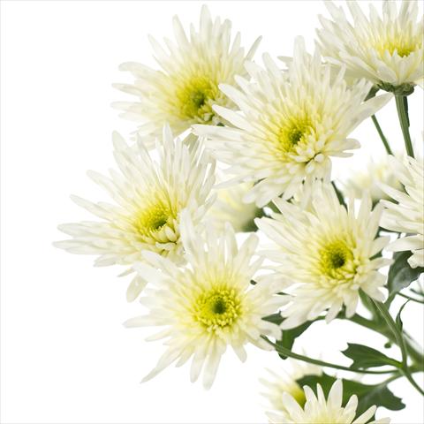 foto van een variëteit aan bloemen, te gebruiken als: Pot - en perkplant Chrysanthemum Delianne White