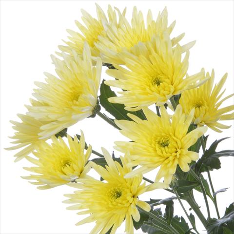 foto van een variëteit aan bloemen, te gebruiken als: Pot - en perkplant Chrysanthemum Delianne Yellow