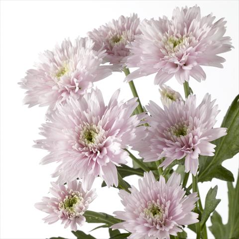 foto van een variëteit aan bloemen, te gebruiken als: Pot - en perkplant Chrysanthemum Diantha