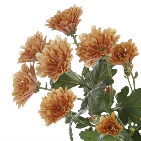 foto van een variëteit aan bloemen, te gebruiken als: Pot - en perkplant Chrysanthemum Dublin Dark Orange