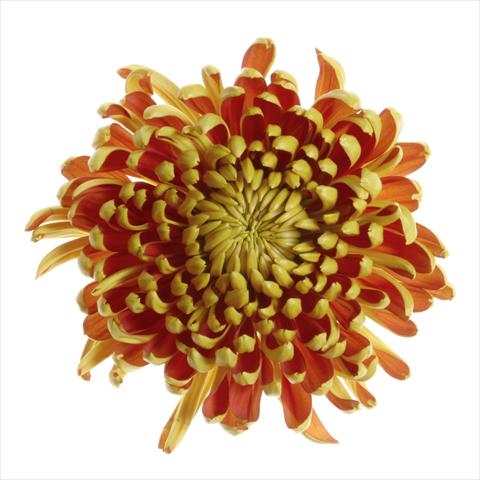 foto van een variëteit aan bloemen, te gebruiken als: Pot - en perkplant Chrysanthemum Fuego