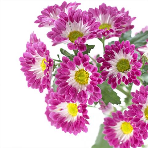 foto van een variëteit aan bloemen, te gebruiken als: Pot - en perkplant Chrysanthemum Hastings