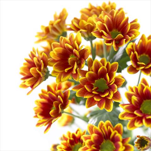 foto van een variëteit aan bloemen, te gebruiken als: Pot - en perkplant Chrysanthemum Kastelli