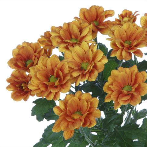 foto van een variëteit aan bloemen, te gebruiken als: Pot - en perkplant Chrysanthemum Managua Orange