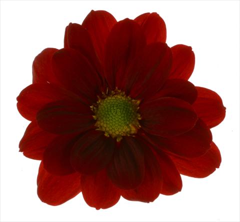foto van een variëteit aan bloemen, te gebruiken als: Pot - en perkplant Chrysanthemum Managua Red