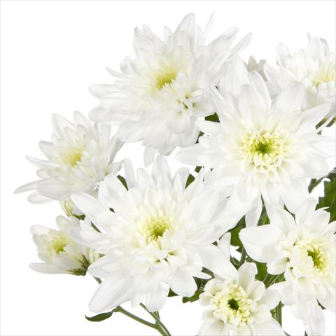foto van een variëteit aan bloemen, te gebruiken als: Pot - en perkplant Chrysanthemum Milano White