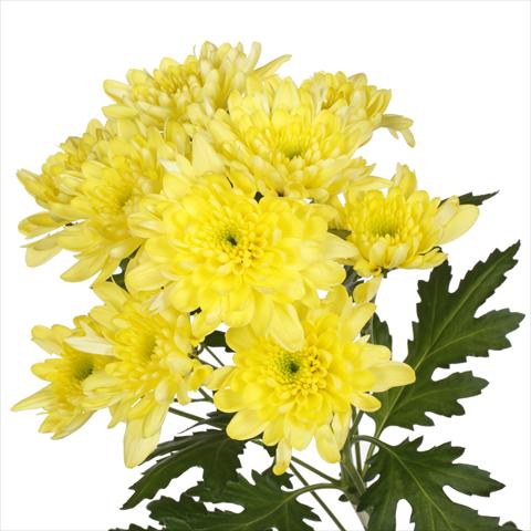foto van een variëteit aan bloemen, te gebruiken als: Pot - en perkplant Chrysanthemum Milano Yellow