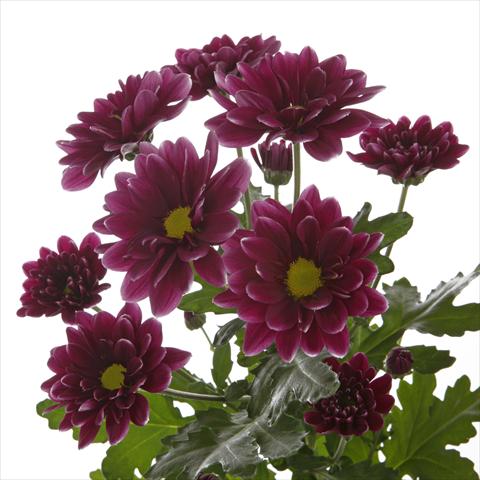 foto van een variëteit aan bloemen, te gebruiken als: Pot - en perkplant Chrysanthemum Orinoco Dark