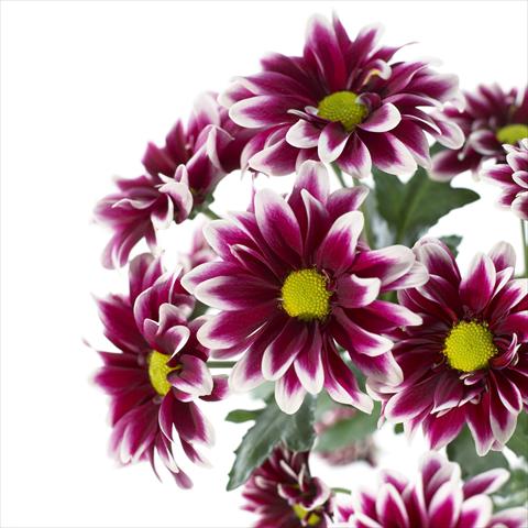 foto van een variëteit aan bloemen, te gebruiken als: Pot - en perkplant Chrysanthemum Orinoco