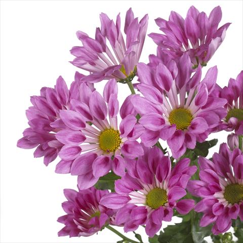 foto van een variëteit aan bloemen, te gebruiken als: Pot - en perkplant Chrysanthemum Rambla