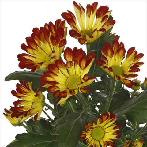 foto van een variëteit aan bloemen, te gebruiken als: Pot - en perkplant Chrysanthemum Roma Dark