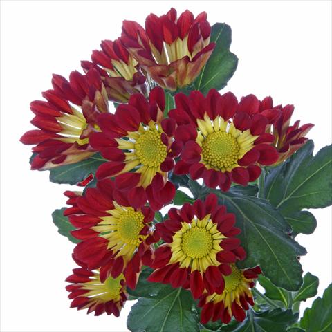 foto van een variëteit aan bloemen, te gebruiken als: Pot - en perkplant Chrysanthemum Roma Red