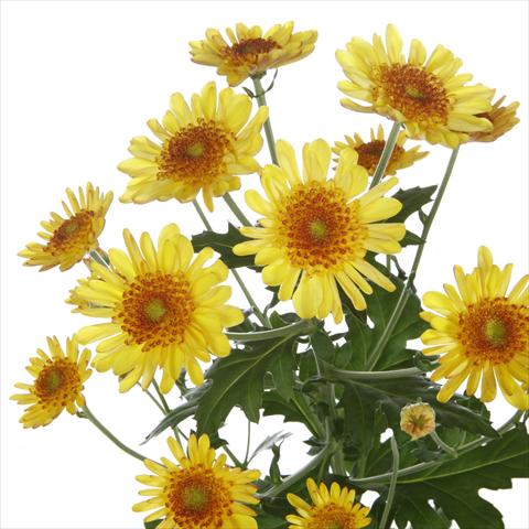 foto van een variëteit aan bloemen, te gebruiken als: Pot - en perkplant Chrysanthemum Samos Yellow