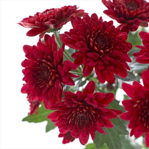 foto van een variëteit aan bloemen, te gebruiken als: Pot - en perkplant Chrysanthemum Sienna