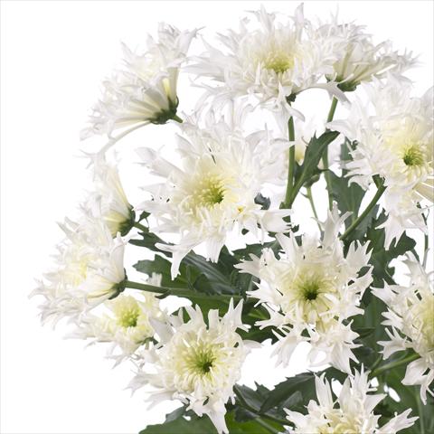 foto van een variëteit aan bloemen, te gebruiken als: Pot - en perkplant Chrysanthemum Spinelli