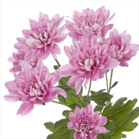 foto van een variëteit aan bloemen, te gebruiken als: Pot - en perkplant Chrysanthemum Taormina Splendid