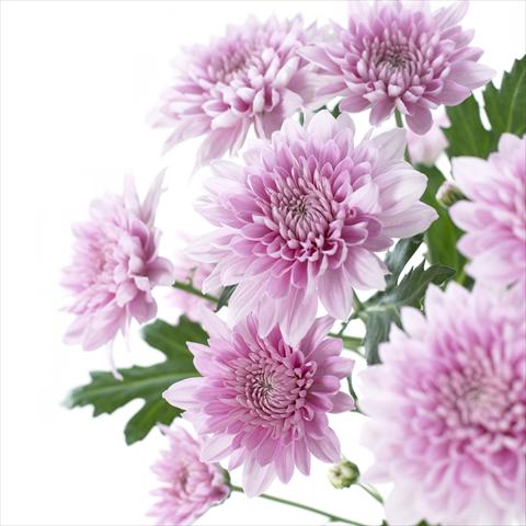 foto van een variëteit aan bloemen, te gebruiken als: Pot - en perkplant Chrysanthemum Venice