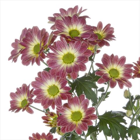 foto van een variëteit aan bloemen, te gebruiken als: Pot - en perkplant Chrysanthemum Vulcano Dark