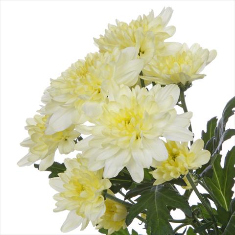 foto van een variëteit aan bloemen, te gebruiken als: Pot - en perkplant Chrysanthemum Zembla Cream