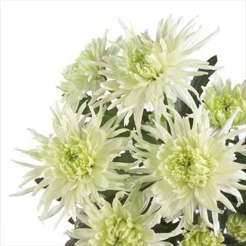 foto van een variëteit aan bloemen, te gebruiken als: Pot - en perkplant Chrysanthemum Zembla Funky