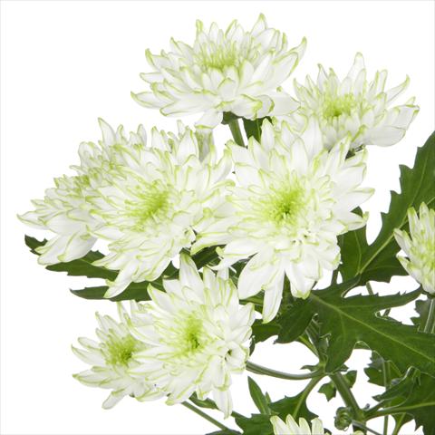 foto van een variëteit aan bloemen, te gebruiken als: Pot - en perkplant Chrysanthemum Zembla Lime
