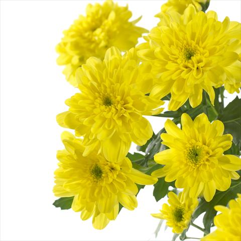 foto van een variëteit aan bloemen, te gebruiken als: Pot - en perkplant Chrysanthemum Zembla Sunny