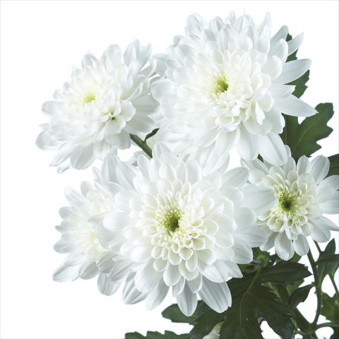 foto van een variëteit aan bloemen, te gebruiken als: Pot - en perkplant Chrysanthemum Zembla White