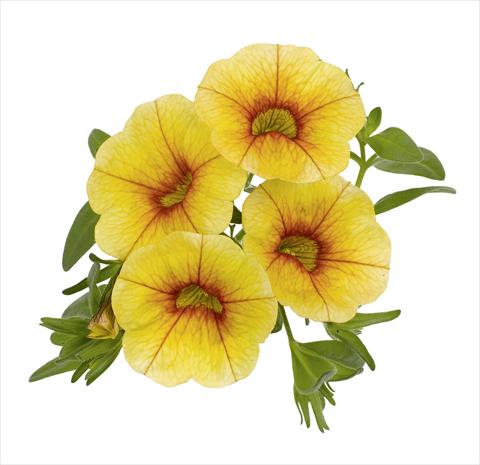 foto van een variëteit aan bloemen, te gebruiken als: Potplant, patioplant, korfplant Calibrachoa RED FOX Aloha® Gold