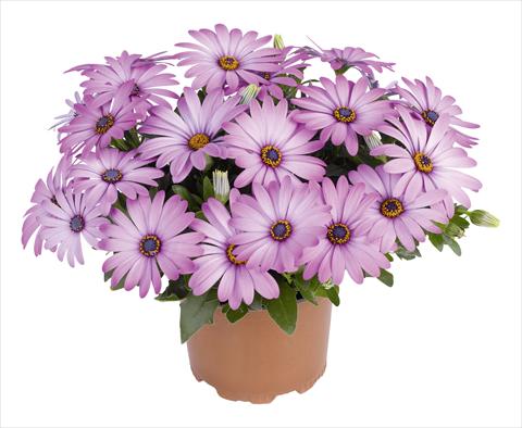 foto van een variëteit aan bloemen, te gebruiken als: Pot - en perkplant Osteospermum RED FOX Swing Lavender