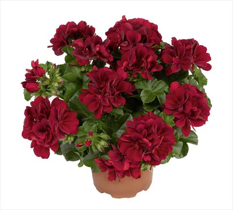 foto van een variëteit aan bloemen, te gebruiken als: Potplant, perkplant, patioplant Pelargonium peltatum RED FOX Atlantic Red Velvet