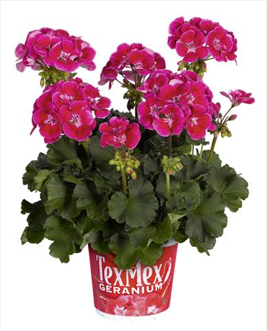 foto van een variëteit aan bloemen, te gebruiken als: Potplant, perkplant, patioplant Pelargonium zonale RED FOX Tex Mex Fire