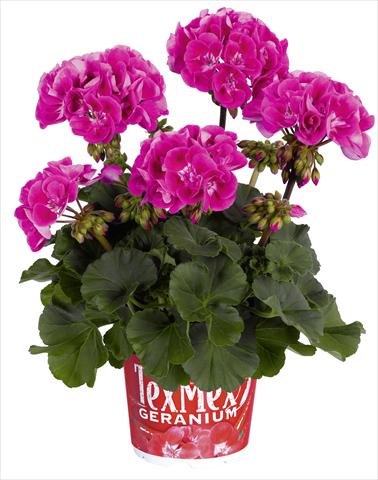 foto van een variëteit aan bloemen, te gebruiken als: Potplant, perkplant, patioplant Pelargonium zonale RED FOX Tex Mex Hot Pink