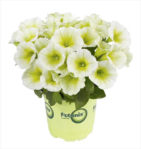 foto van een variëteit aan bloemen, te gebruiken als: Potplant, perkplant, patioplant Petunia RED FOX Potunia® Lemon Drop