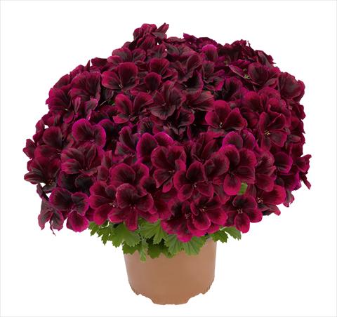 foto van een variëteit aan bloemen, te gebruiken als: Pot - en perkplant Pelargonium interspec. RED FOX Graziosa Merlot Red