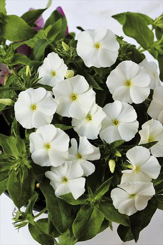 foto van een variëteit aan bloemen, te gebruiken als: Potplant, perkplant, patioplant Phlox maculata RED FOX Phloxy Lady White