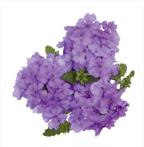 foto van een variëteit aan bloemen, te gebruiken als: Potplant, perkplant, patioplant, korfplant Verbena RED FOX Empress Flair Lavender Blue