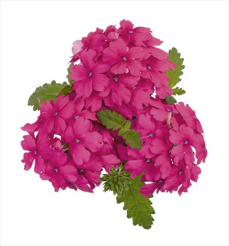 foto van een variëteit aan bloemen, te gebruiken als: Potplant, perkplant, patioplant, korfplant Verbena RED FOX Empress Salmon Pink
