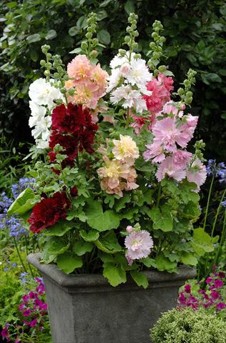 foto van een variëteit aan bloemen, te gebruiken als: Pot - en perkplant Alcea rosea Spring Celebrities