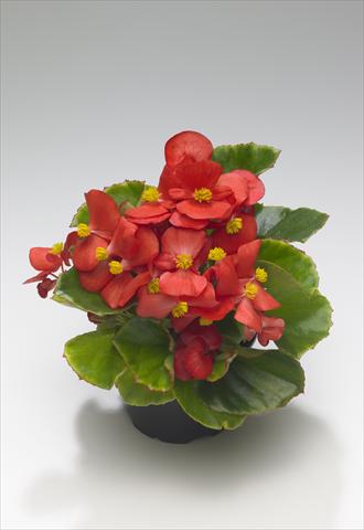foto van een variëteit aan bloemen, te gebruiken als: Perkplant / Borders Begonia semperflorens Monza Scarlet improved