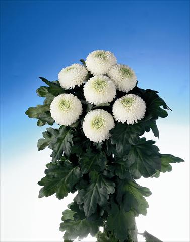 foto van een variëteit aan bloemen, te gebruiken als: Snijbloemen Chrysanthemum Boris Becker