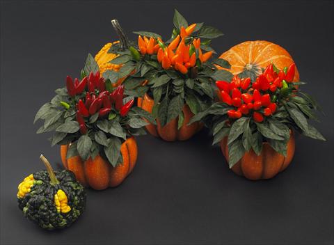 foto van een variëteit aan bloemen, te gebruiken als: Pot Capsicum annuum Salsa Halloween Mix