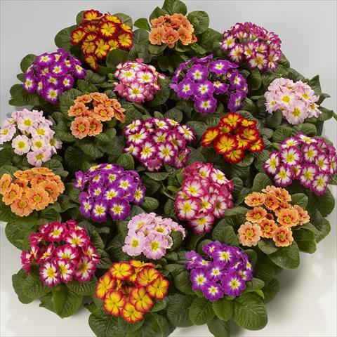 foto van een variëteit aan bloemen, te gebruiken als: Korf / Pot Primula acaulis, veris, vulgaris Mega F1 Bicolor