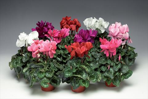 foto van een variëteit aan bloemen, te gebruiken als: Pot - en perkplant Cyclamen persicum Perfetto F1 Uni Mix